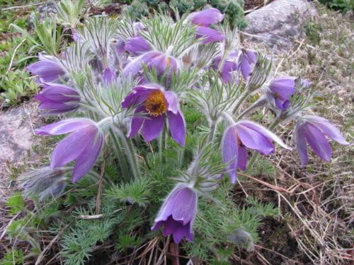 Himmelblau Anemone Pulsatilla Blumensamen zur Aussaat Landhaus Garten wichtig Traditionssorte & ohne Gentechnik Samen Hausgarten