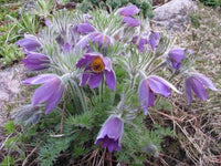 Himmelblau Anemone Pulsatilla Blumensamen zur Aussaat Landhaus Garten wichtig Traditionssorte & ohne Gentechnik Samen Hausgarten