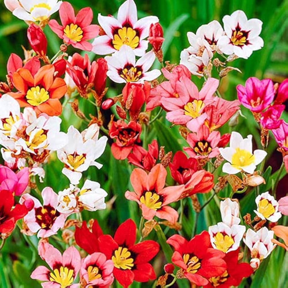 Sparaxis Mischung Samen zur Aussaat farbenfroh Gartenblumen