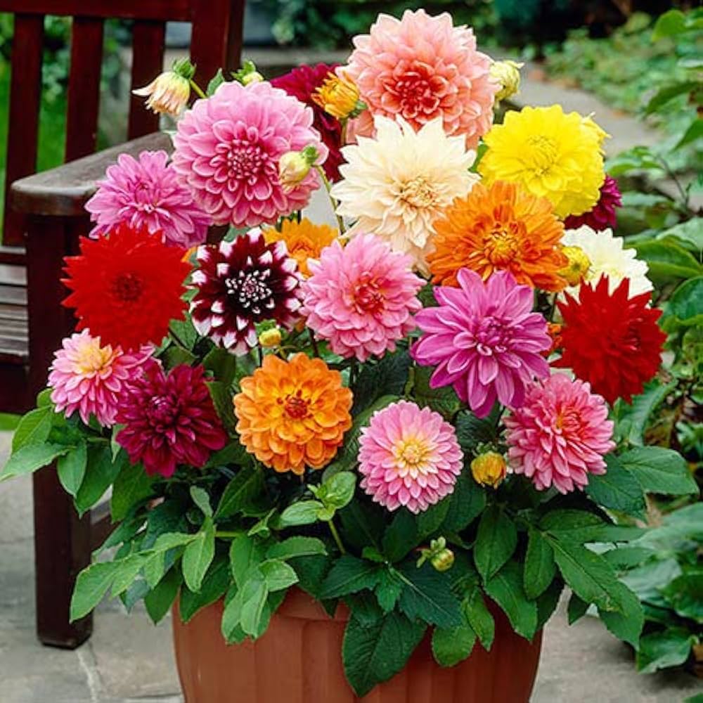 mehrfarbig Blumensamen zur Aussaat – Halbschatten verträglich – Traditionssorte & ohne Gentechnik Samen Hausgarten