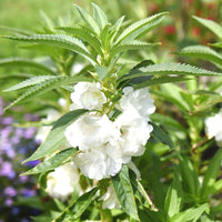 Weiß Balsamine Blumensamen zur Aussaat – Drought verträglich – Traditionssorte & ohne Gentechnik Samen Hausgarten