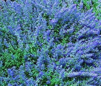 Blau catmint blume samen for anpflanzung – heirloom, non-gmo, high germination organic garten samen
 
 sale for anpflanzung in home garten.
