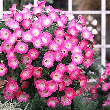 Salmon Petunie Dreams Samen zur Aussaat Patio Planters Blume Pots