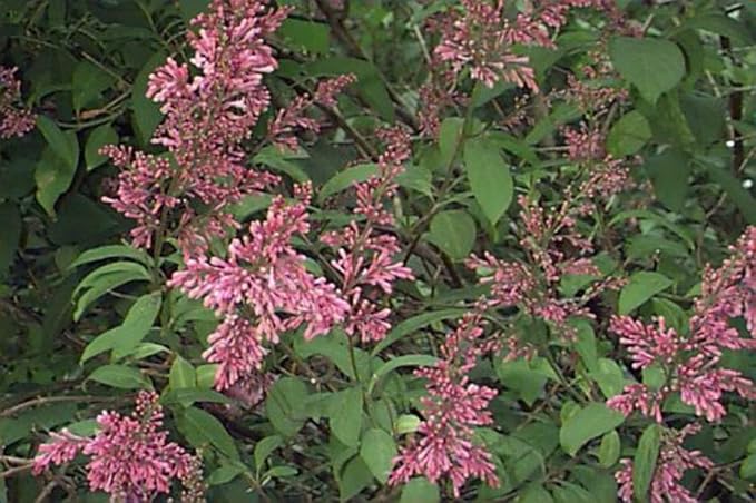 Syringa Villivosa Lilac Syringa spp Blumensamen zur Aussaat Garten
