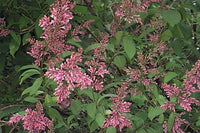 Syringa Villivosa Lilac Syringa spp Blumensamen zur Aussaat Garten