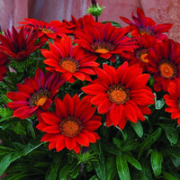 Rot Mittagsgold Blumensamen Aussaat