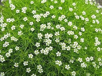 Weiß sagina subulata blume samen for anpflanzung - wildflower mix, heirloom & gmo free samen for home garten
 
 sale samen for anpflanzung in home garten