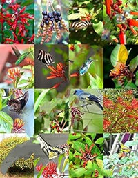 Mixed hamelia patens blume samen for anpflanzung - premium quality, heirloom & gmo free samen for home garten
 
 sale samen for anpflanzung in home garten