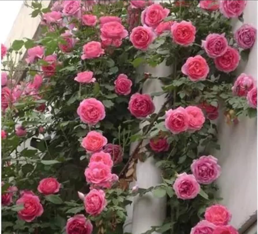 Rose Blumensamen – Anzucht – DIY Garten Bonsai