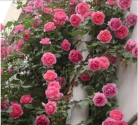 Rose Blumensamen – Anzucht – DIY Garten Bonsai