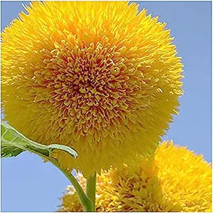 Sunflower teddy bear helianthus annuus for anpflanzung in garten