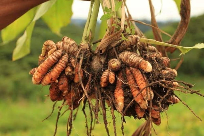 Curcuma Orange Kraut  Samen zur Aussaat leuchtend Garten