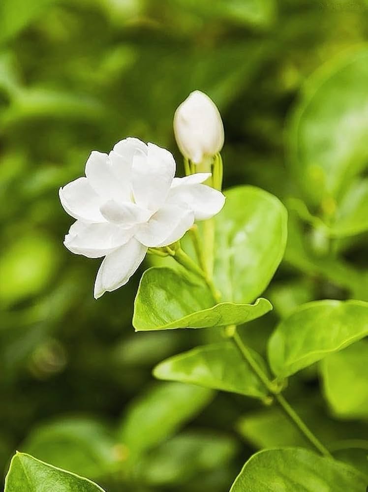 Jasmine Jasminum sambac Blumensamen zur Aussaat Hausgarten