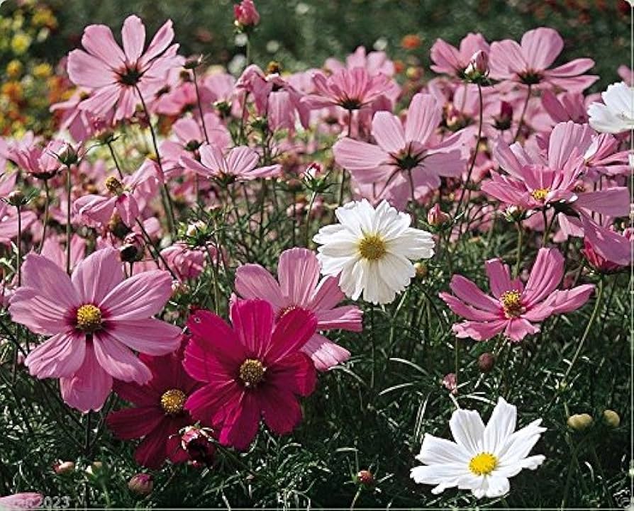 Cosmos Sensation Pinkie Blumensamen Soft – Rosa Blüten Garten