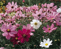 Cosmos Sensation Pinkie Blumensamen Soft – Rosa Blüten Garten