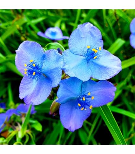 Blau Tradescantia Blumensamen zur Aussaat – lang Blüte Saison – Traditionssorte & ohne Gentechnik Samen Hausgarten