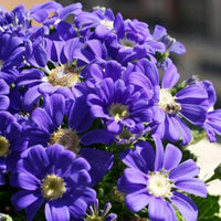 Cineraria mixed blume for anpflanzung in blume bed