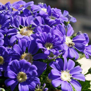 Cineraria mixed blume for anpflanzung in blume bed