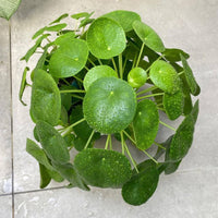 Pilea Blumensamen (mehrfarbige) einzigartig für Innenräume Pflanzen