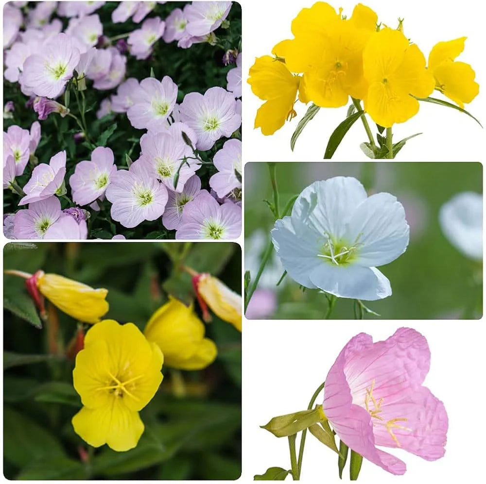 Gemischt Oenothera Biennis Blumensamen zur Aussaat – Schnitt Blume beliebt – Traditionssorte & ohne Gentechnik Samen Hausgarten