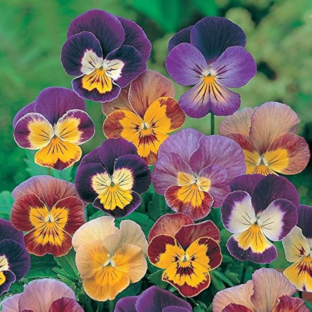 Stiefmütterchen Veilchen tricolor Samen zur Aussaat Blume Beet und Hausgarten