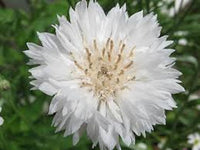 Bachelor Button Centaurea cyanus Samen zur Aussaat Wildblume Garten Blume border
