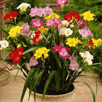 Freesia Bulbs Blumensamen zur Aussaat lang Blüte Saison Traditionssorte & ohne Gentechnik Samen Hausgarten