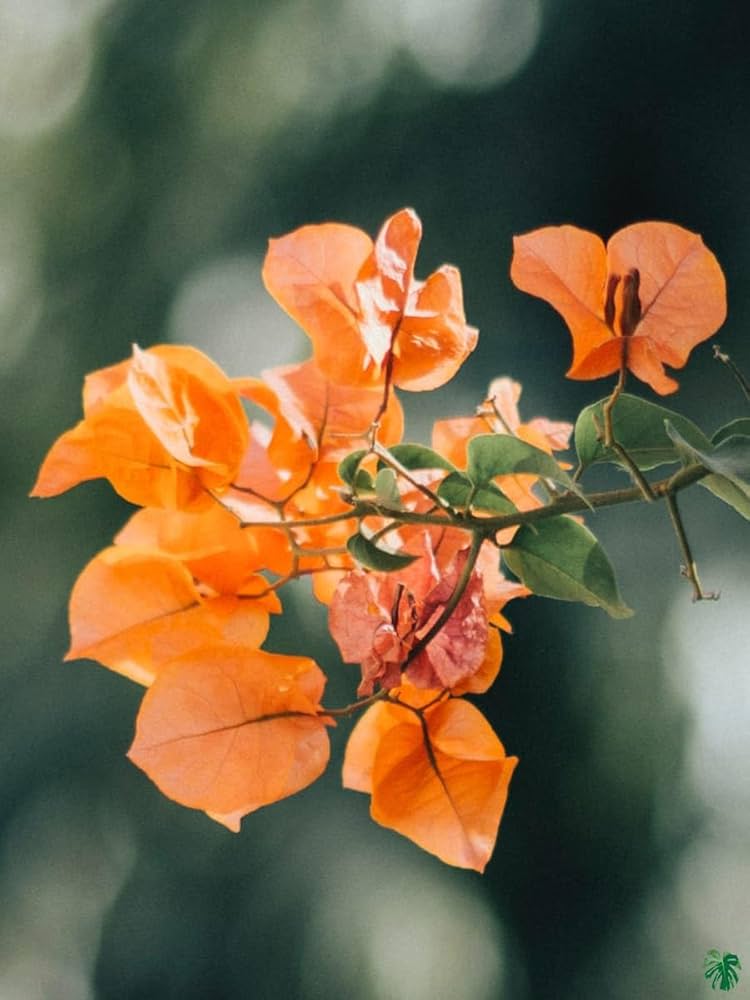 Bougainvillea orange blume samen for anpflanzung - cottage garten essential, heirloom & gmo free samen for home garten
 
 sale samen for anpflanzung in home garten