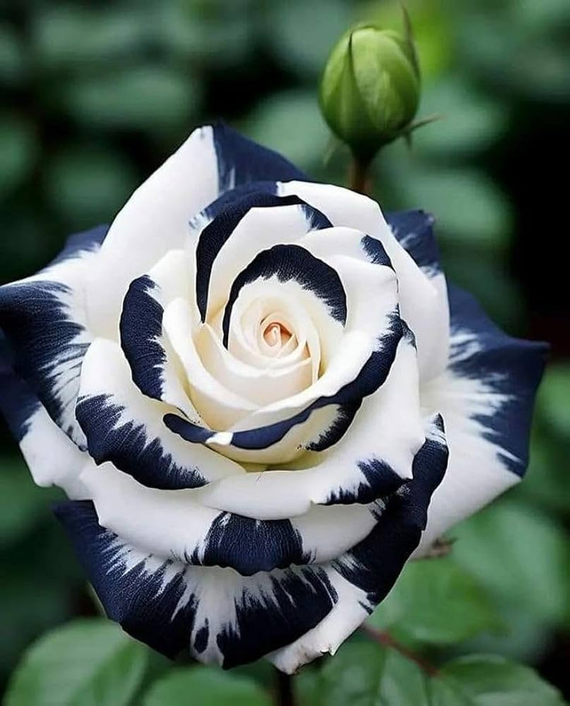 Schwarz and weiß rose blume samen for anpflanzung - garten favorite, heirloom & gmo free samen for home garten
 
 sale for anpflanzung in home garten.