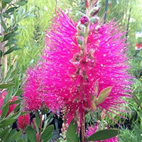 Rosa bottle brush blume samen for anpflanzung - long bloom season, heirloom & gmo free samen for home garten
 
 sale for anpflanzung in home garten.