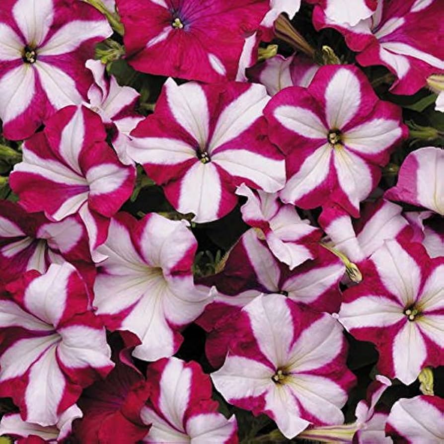 Pelleted petunia star burgundy stern samen