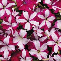 Pelleted petunia star burgundy stern samen
