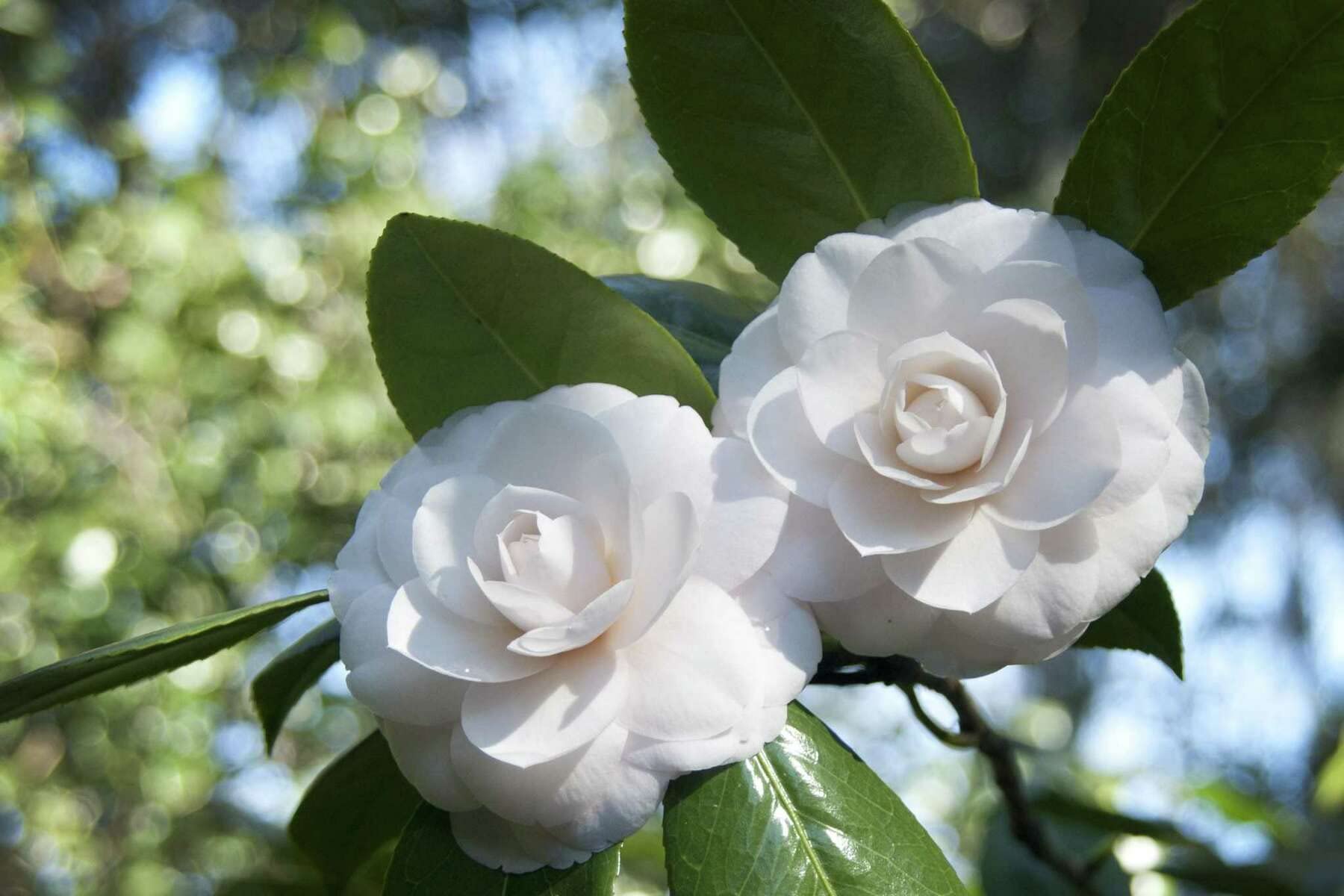 Weiß Kamelie Flores Blumensamen zur Aussaat Schnitt Blume beliebt Traditionssorte & ohne Gentechnik Samen Hausgarten