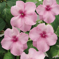 Impatiens blume samen for anpflanzung - vibrant colors, heirloom & gmo free samen for home garten
 
 sale for anpflanzung in home garten.