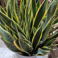 Gelb Grün Sansevieria zur Aussaat Garten beliebt Traditionssorte & ohne Gentechnik Samen Hausgarten