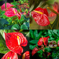 Traditionssorte Flamingoblume Blumensamen zur Aussaat Halbschatten verträglich Traditionssorte & ohne Gentechnik Samen Hausgarten