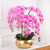 Traditionssorte Orchidee Ball Blumensamen zur Aussaat kompakt Wuchs Traditionssorte & ohne Gentechnik Samen Hausgarten