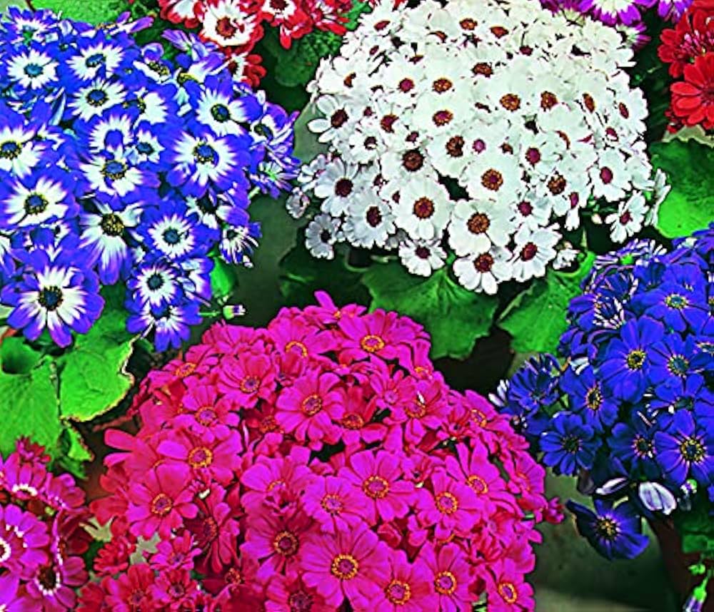 Lila Gemischt Cineraria Blumensamen zur Aussaat lang Blüte Saison Traditionssorte & ohne Gentechnik Samen Hausgarten