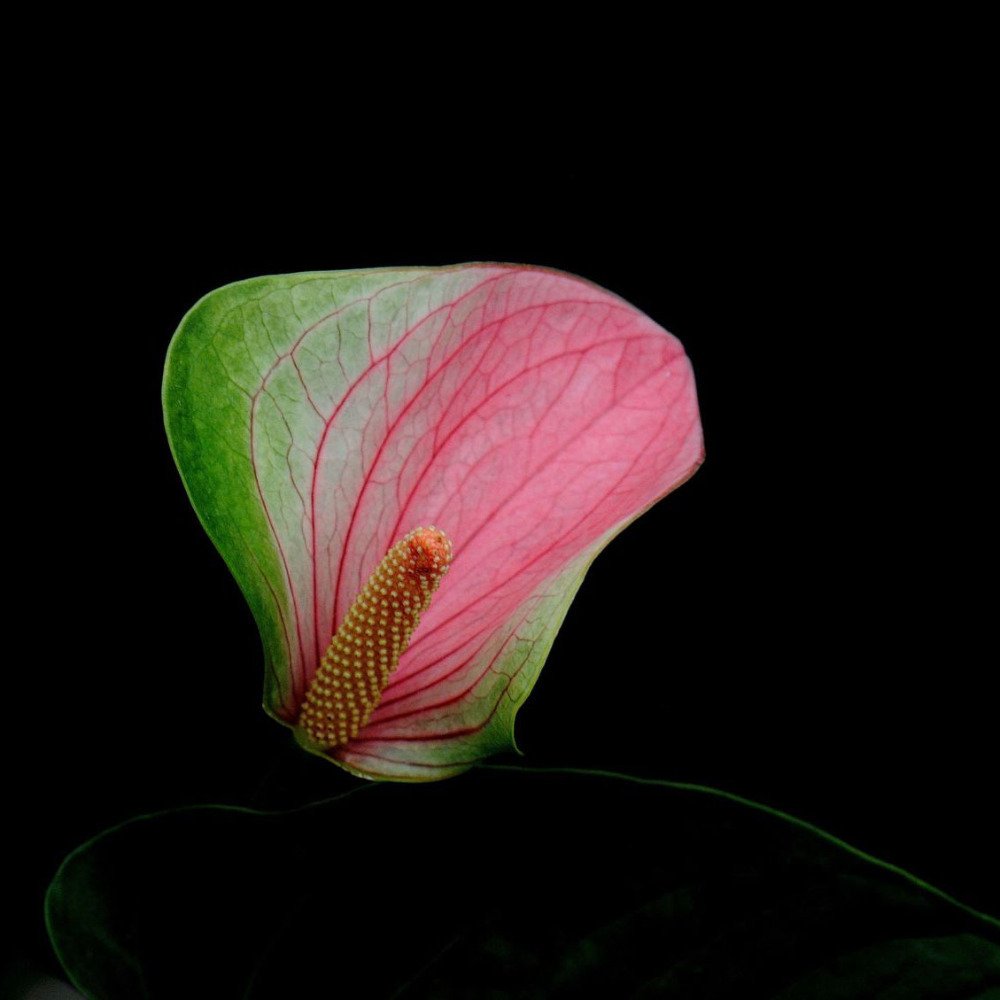 Anthurium andraeanu for anpflanzung in home garten