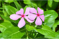 Catharanthus Blumensamen zur Aussaat Garten beliebt Traditionssorte & ohne Gentechnik Samen Hausgarten
