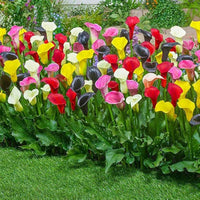 Multiple colors calla lily samen for beautiful, elegant blume blooms