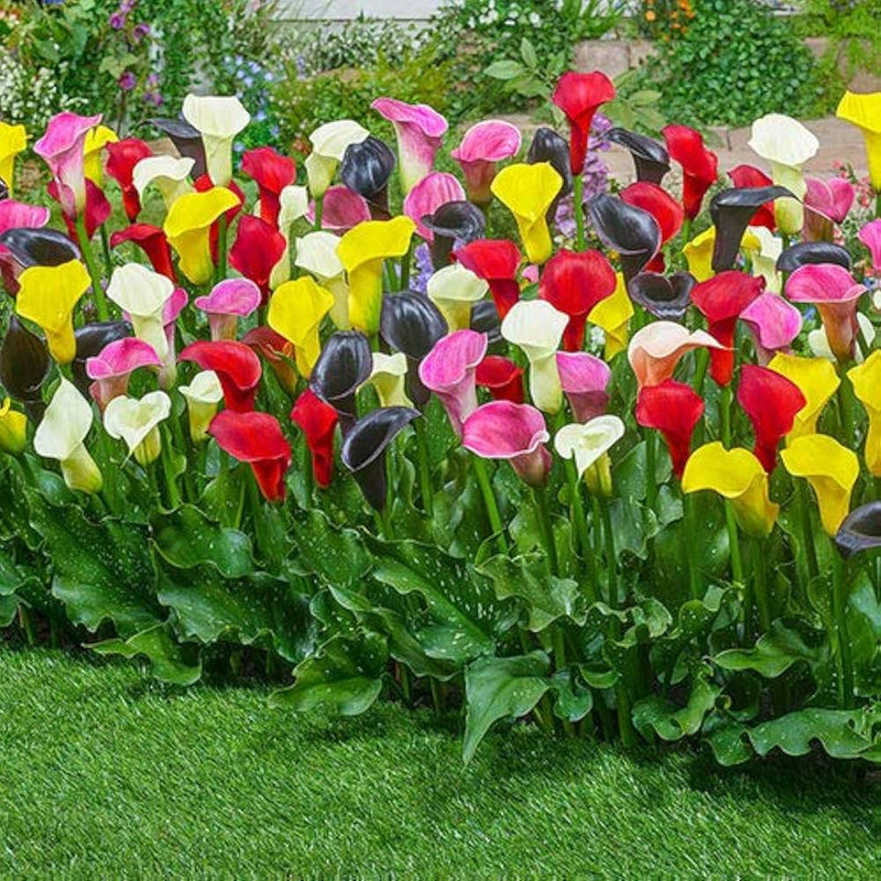 Multiple colors calla lily samen for beautiful, elegant blume blooms