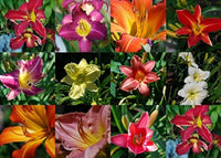 Gemischt Hemerocallis Blumensamen zur Aussaat Anzucht Traditionssorte & ohne Gentechnik Samen Hausgarten