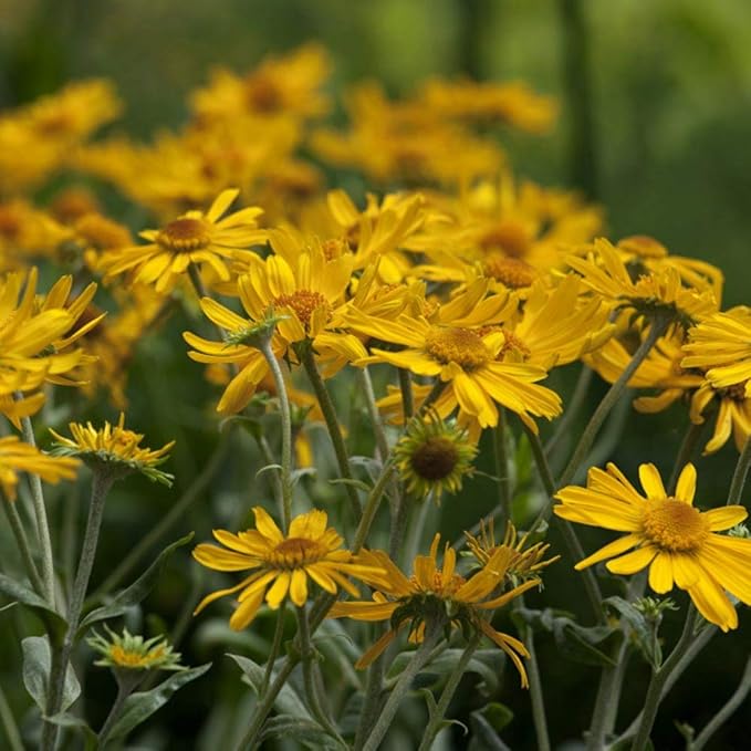 Helenium Hoopesii Golden Blumensamen Golden Helenium Blüten
