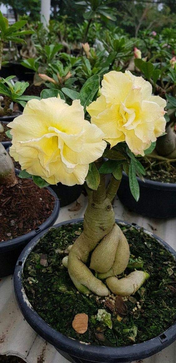 hell Gelb Wüstenrose Obesum Blumensamen zur Aussaat robust Sorte Traditionssorte & ohne Gentechnik Samen Hausgarten
