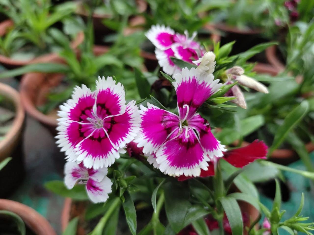 Nelke Blumensamen zur Aussaat – kompakt Wuchs – Traditionssorte & ohne Gentechnik Samen Hausgarten
