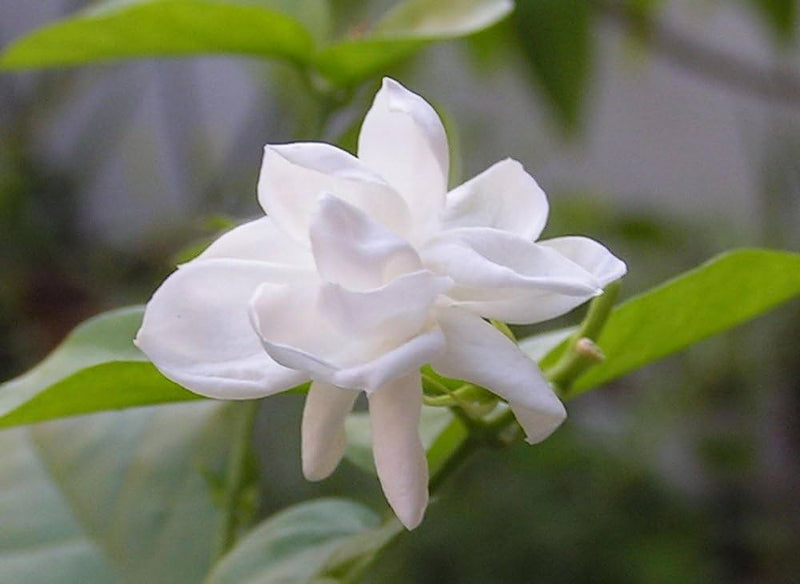 Jasmine jasminum sambac blume samen