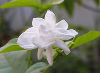 Jasmine jasminum sambac blume samen