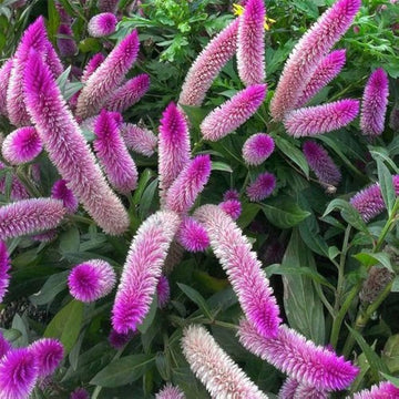 Rosa celosia caracas blume samen for anpflanzung seasonal bloomer heirloom & gmo free samen for home garten
 
 sale samen for home garten anpflanzung