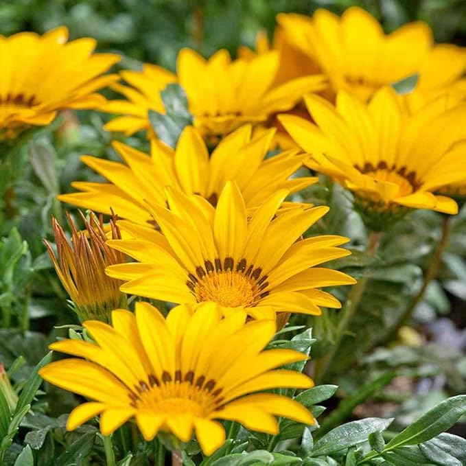 Mittagsgold Gelb Samen leuchtend Gelb Mittagsgold Blumen